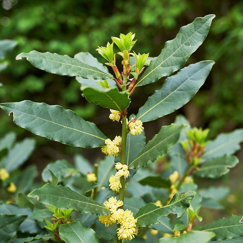 月桂樹さん専用 月桂樹の苗木 黄金月桂樹 【花木苗 3.5号】｜ 【植物の
