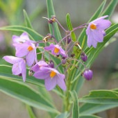 ルリヤナギ 【花木苗 3号】|植木・花木