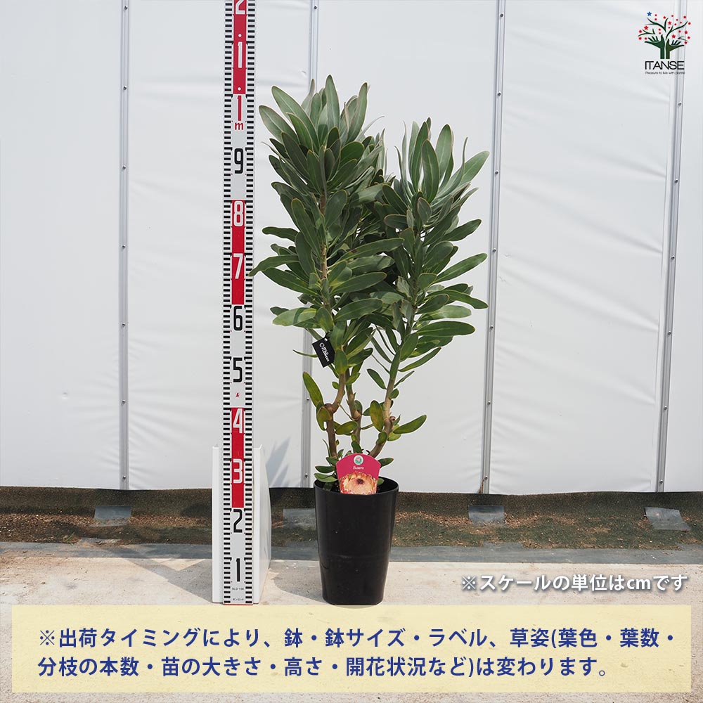 プロテア スサラ　1 プロテア スサラ① | 沼ノ上農園