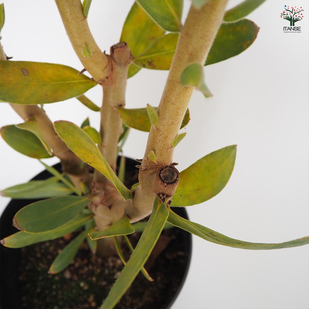 プロテア スサラ 【花木苗 6号／1個売り】｜ 【植物のITANSE