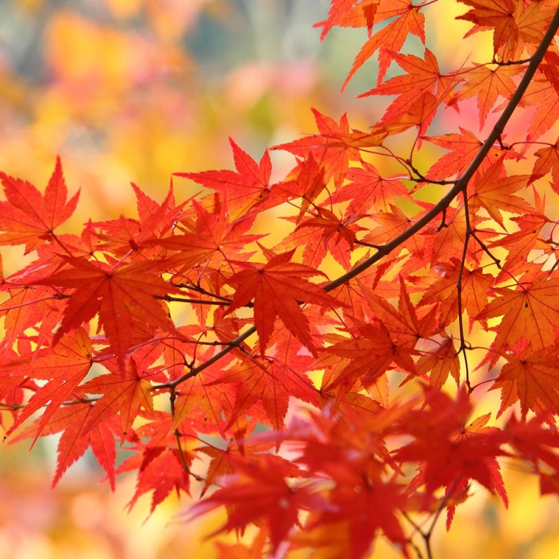 【訳あり特価】地植え育ちの姫秀麗 抜き苗 大量！ 多肉植物 Amazon.co.jp: 多肉植物 姫秀麗 ひめしゅうれい : ホーム＆キッチン