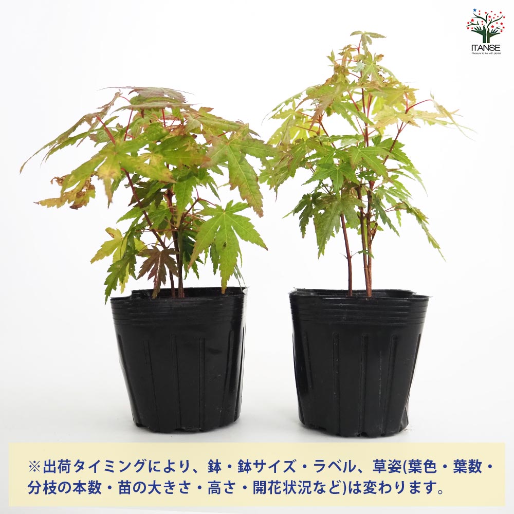 モミジ(カエデ)の苗木 【花木苗 3号】｜ 【植物のITANSE】全品