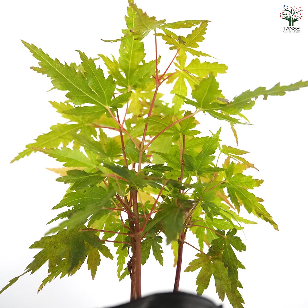 モミジ(カエデ)の苗木 【花木苗 3号】｜ 【植物のITANSE】全品