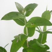ユーカリ グロブルス 【花木苗 7号／1個売り】|植木・花木