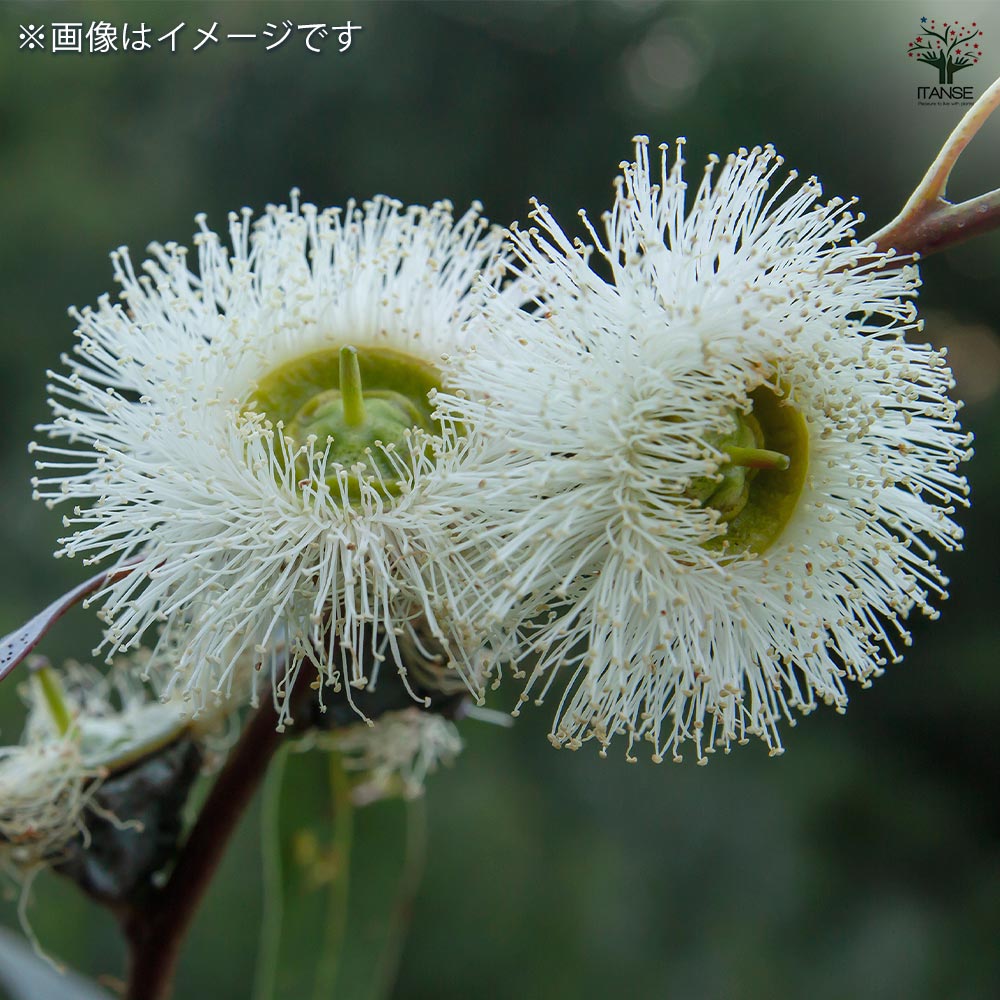 ユーカリ グロブルス 【花木苗 7号／1個売り】｜ 【植物のITANSE