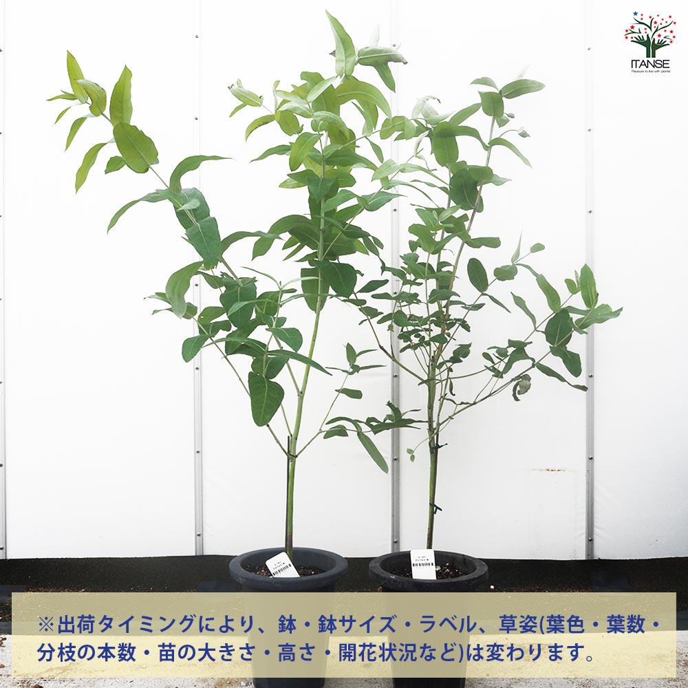 ユーカリ グロブルス 【花木苗 7号／1個売り】｜ 【植物のITANSE