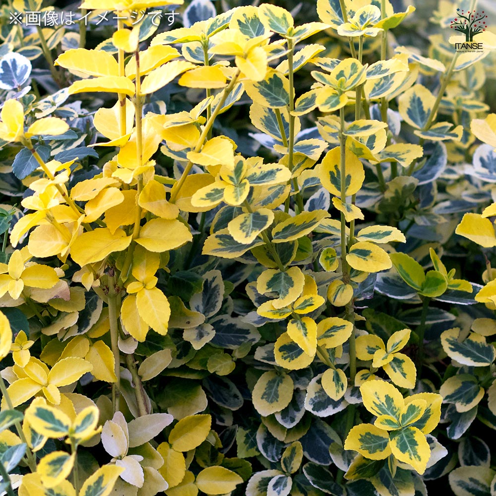 ツルマサキ エメラルドゴールド 【花木苗 3号】| 【植物の ツルマサキ エメラルドゴールド 【花木苗 3号】| 【植物の