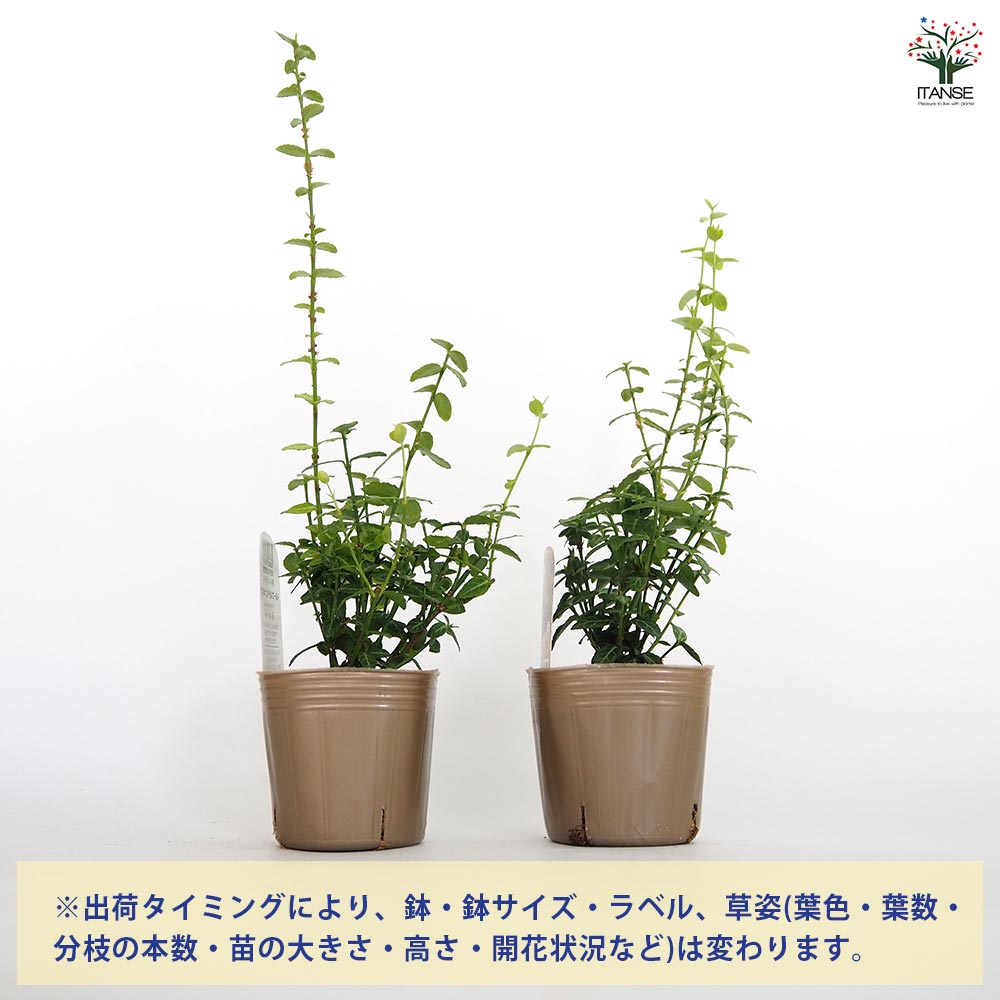 ツルマサキ エメラルドゴールド 【花木苗 3号】｜ 【植物の