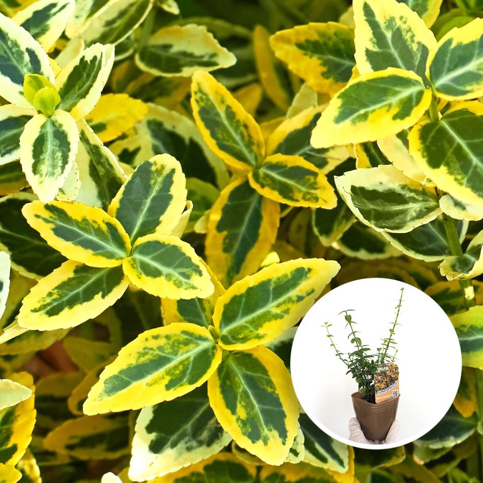 ツルマサキ エメラルドゴールド 【花木苗 3号】｜ 【植物の