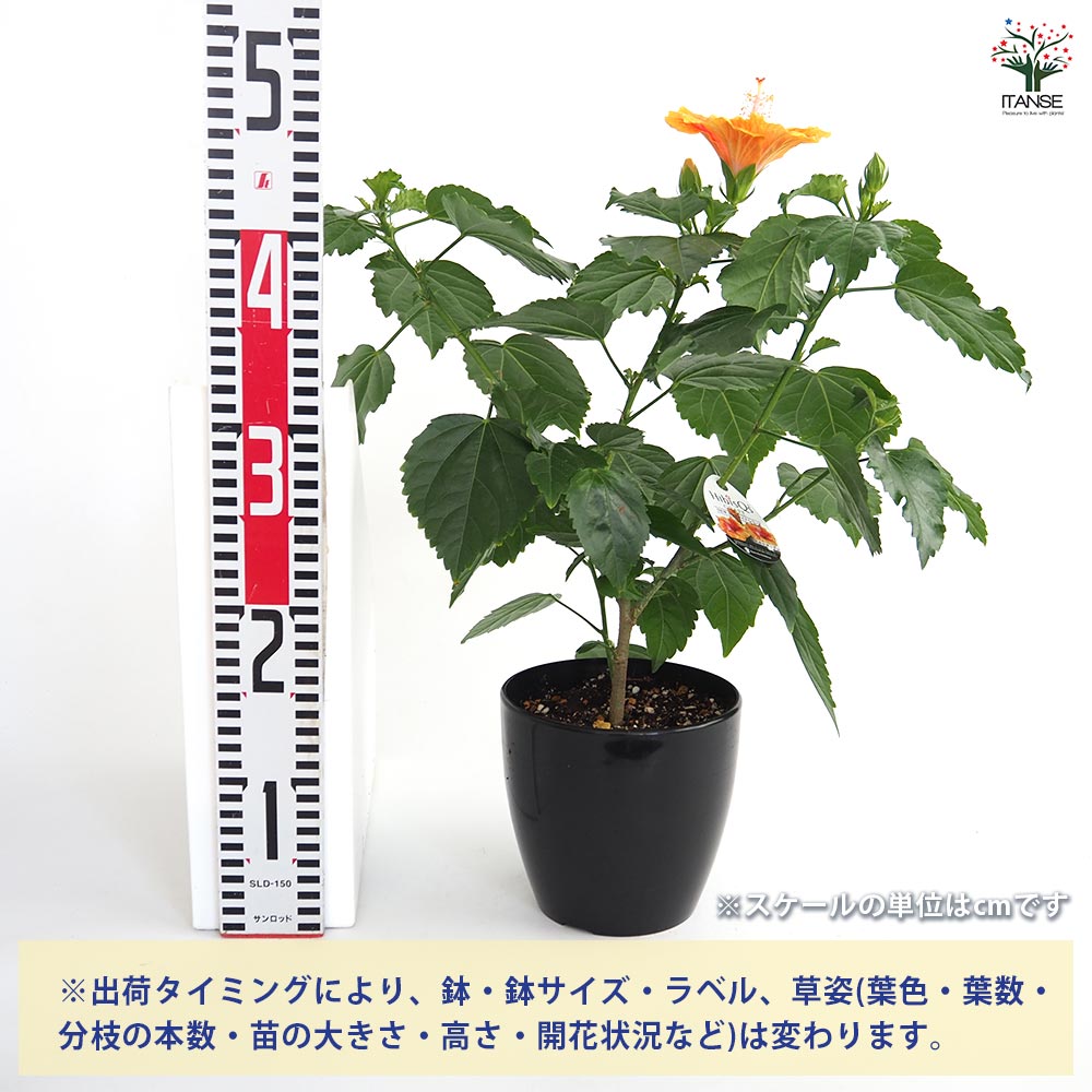 ぱぱさん専用 / Floraison 楽天市場】＼3鉢1000円お得／花苗 クロサンドラ 色おまかせ Mix
