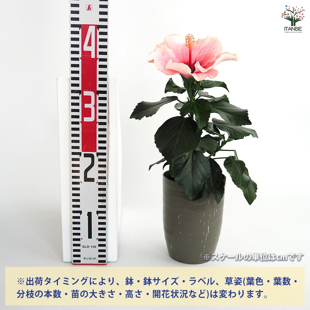 ぱぱさん専用 / Floraison 楽天市場】＼3鉢1000円お得／花苗 クロサンドラ 色おまかせ Mix
