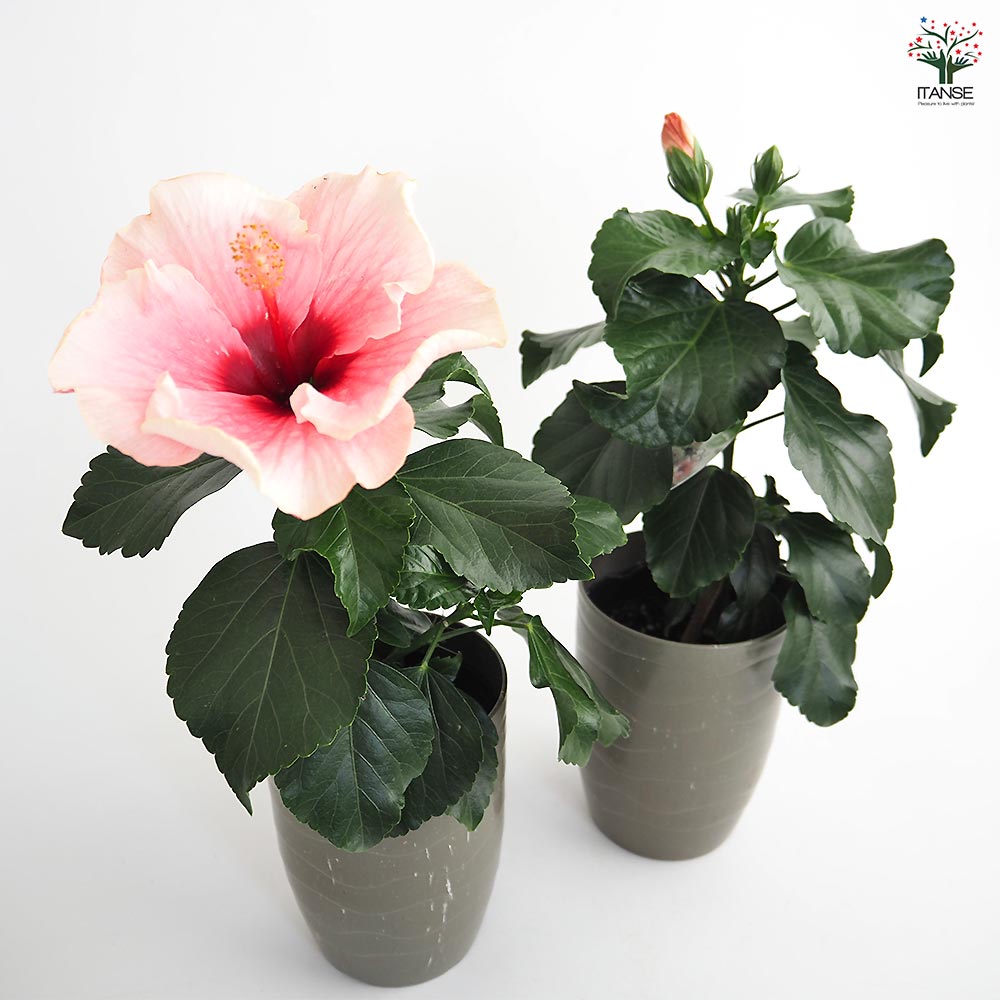 ぱぱさん専用 / Floraison TG415 桜 盆栽