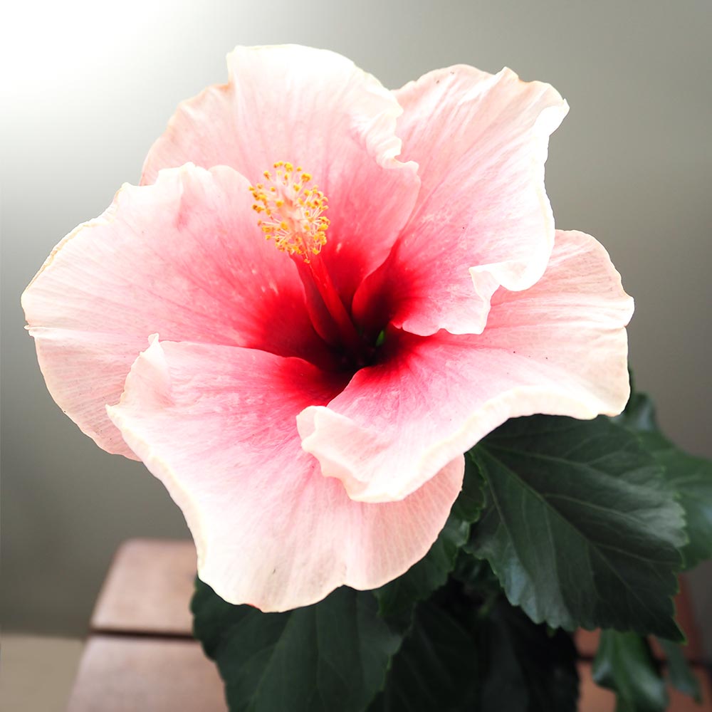 ぱぱさん専用 / Floraison ハイビスカス LONGLIFE アポロガーデン 花木苗 5号/1個売り