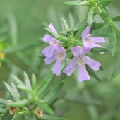 ウエストリンギア ピンク 【花木苗 3号】|植木・花木