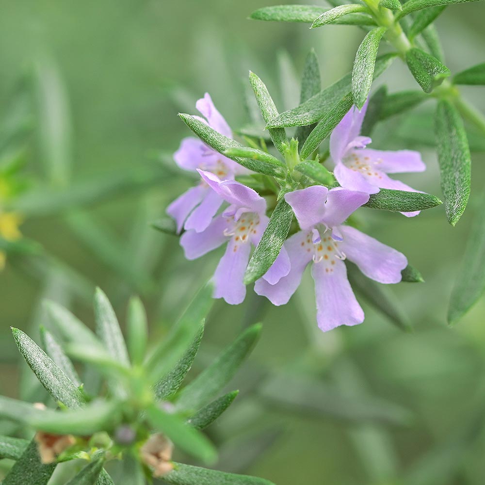 ウエストリンギア ピンク 【花木苗 3号】
