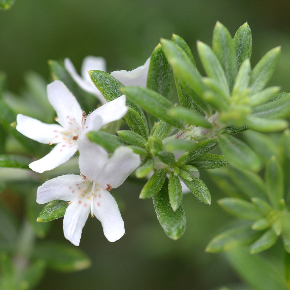 ウエストリンギア ホワイト 【花木苗 3号】