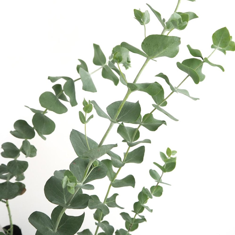 ユーカリ グニー【花苗3.5号ポット苗】｜ 【植物のITANSE】全品