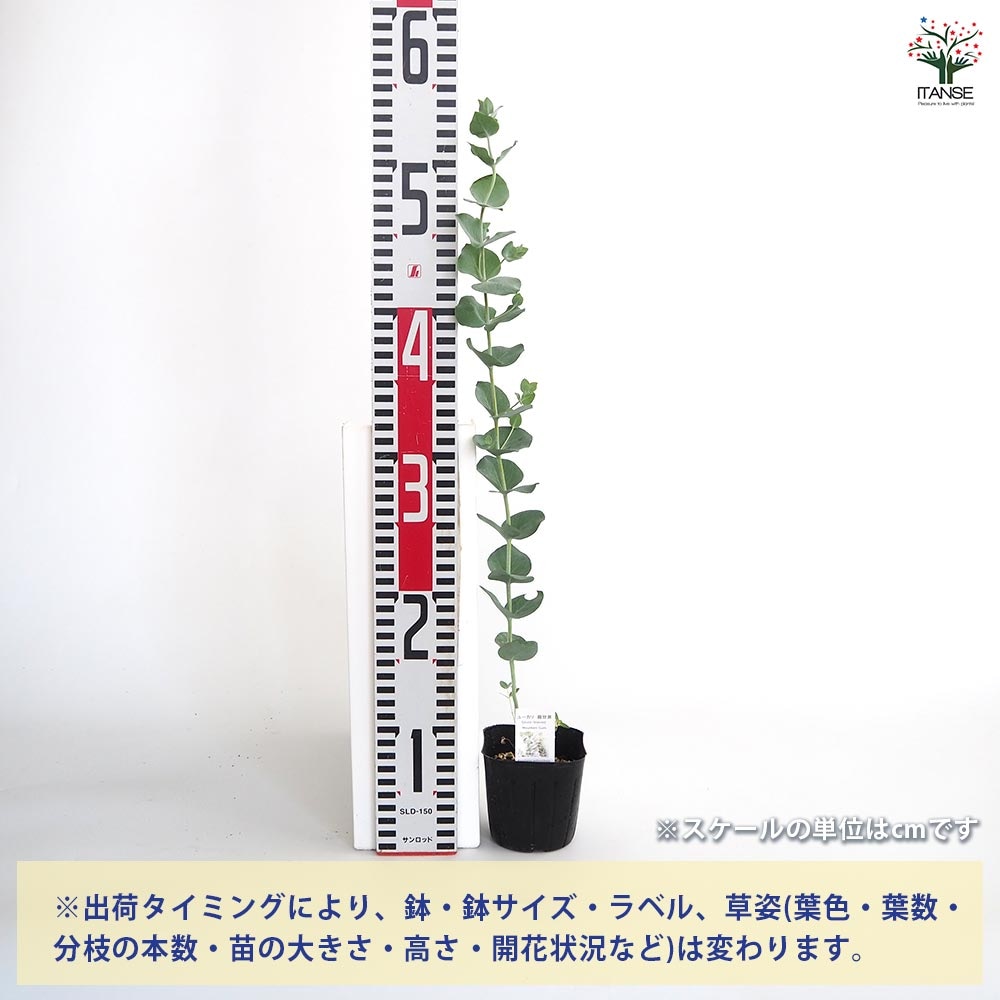 ユーカリさま　3苗 楽天市場】ユーカリの木 【ポプルネア】 3号ポット苗 : 苗木部