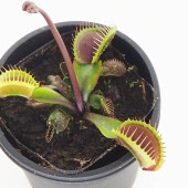 食虫植物 ハエ取り草 京都レッド 【観葉植物 3号／1個売り】|観葉植物