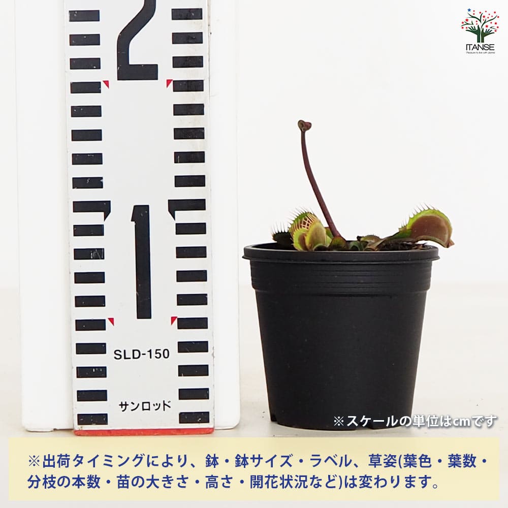 追加商品画像