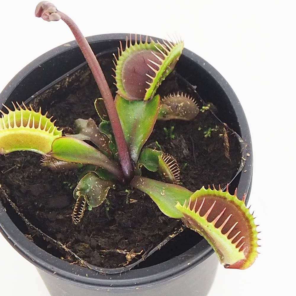 食虫植物 ハエ取り草 京都レッド 【観葉植物 3号／1個売り】