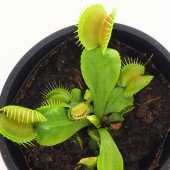 食虫植物 ハエ取り草 オオタラコ 【観葉植物 3号／1個売り】|観葉植物