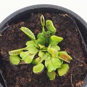 食虫植物 ハエ取り草 オロシガネ 【観葉植物 3号／1個売り】|観葉植物
