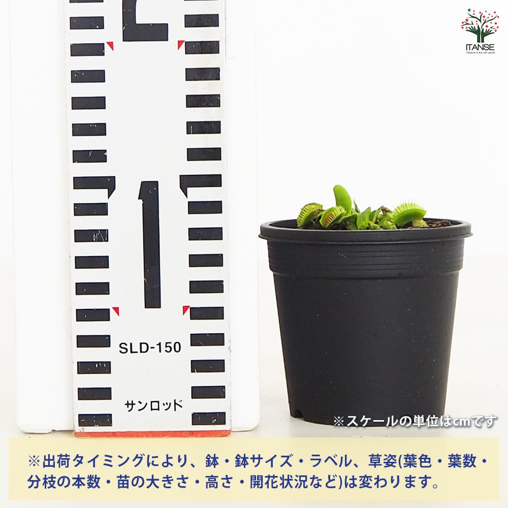 追加商品画像