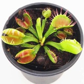 食虫植物 ハエ取り草 クロスティース 【観葉植物 3号／1個売り】|観葉植物