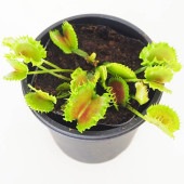食虫植物 ハエ取り草 ジップ 【観葉植物 3号／1個売り】|観葉植物