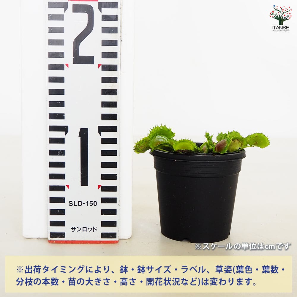 商談中 ハエトリソウ zipp 食虫植物 ハエトリソウ：ジップ 3号