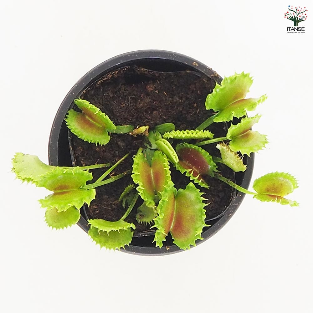 4月21日入荷】食虫植物 ハエ取り草 ジップ 【観葉植物 3号／1個売り