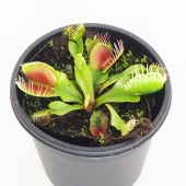 食虫植物 ハエ取り草 テマリ 【観葉植物 3号／1個売り】|観葉植物