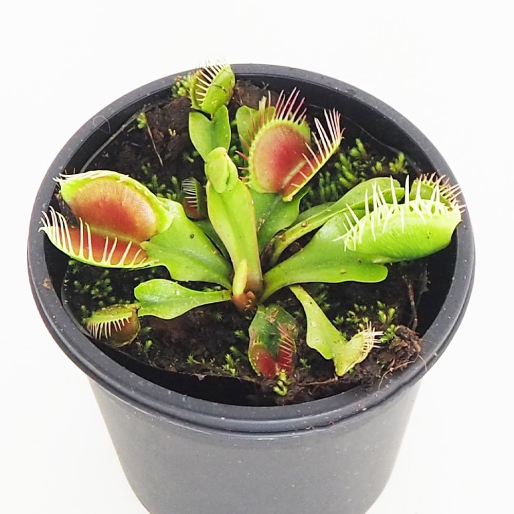 食虫植物 ハエ取り草 テマリ 【観葉植物 3号／1個売り