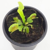 食虫植物 ハエ取り草 デンタータ 【観葉植物 3号／1個売り】|観葉植物