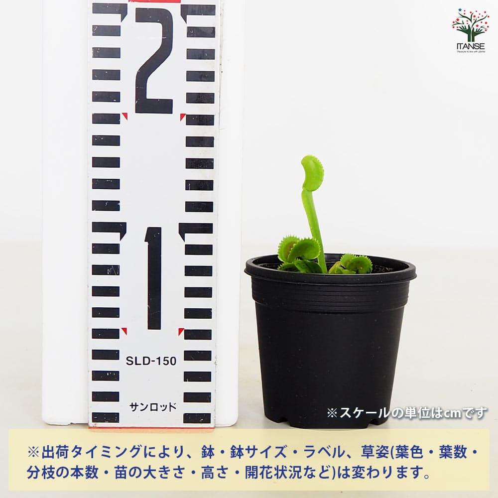 追加商品画像