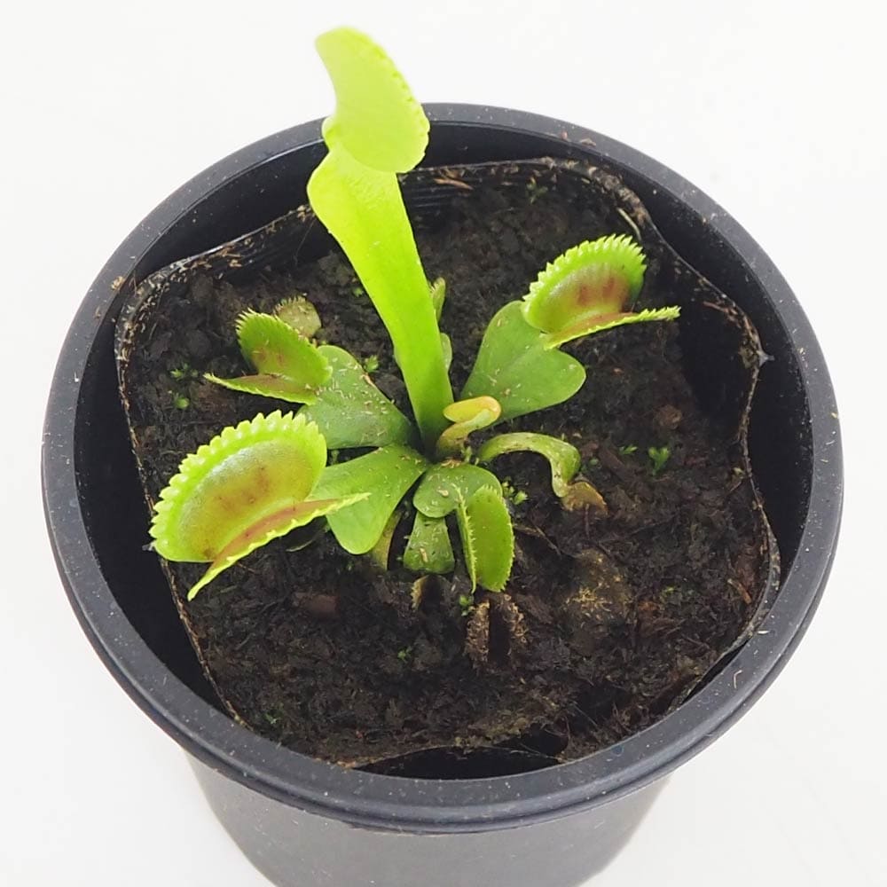食虫植物 ハエ取り草 デンタータ 【観葉植物 3号／1個売り】