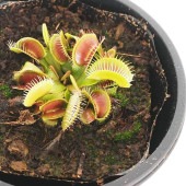 食虫植物 ハエ取り草 姫(ヒメ) 【観葉植物 3号／1個売り】|観葉植物