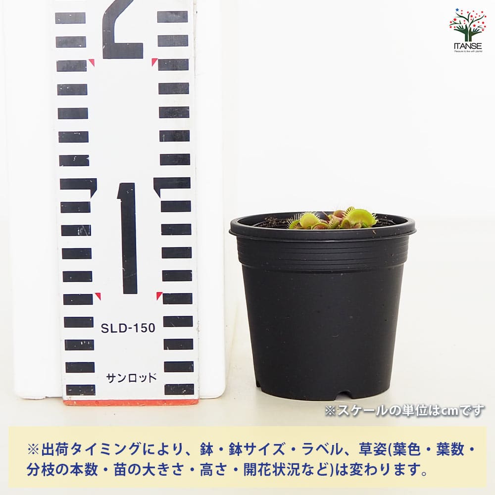 追加商品画像