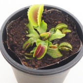 食虫植物 ハエ取り草 ブリストルトゥース 【観葉植物 3号／1個売り】|観葉植物