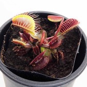 食虫植物 ハエ取り草 ロイヤルレッド 【観葉植物 3号／1個売り】|観葉植物