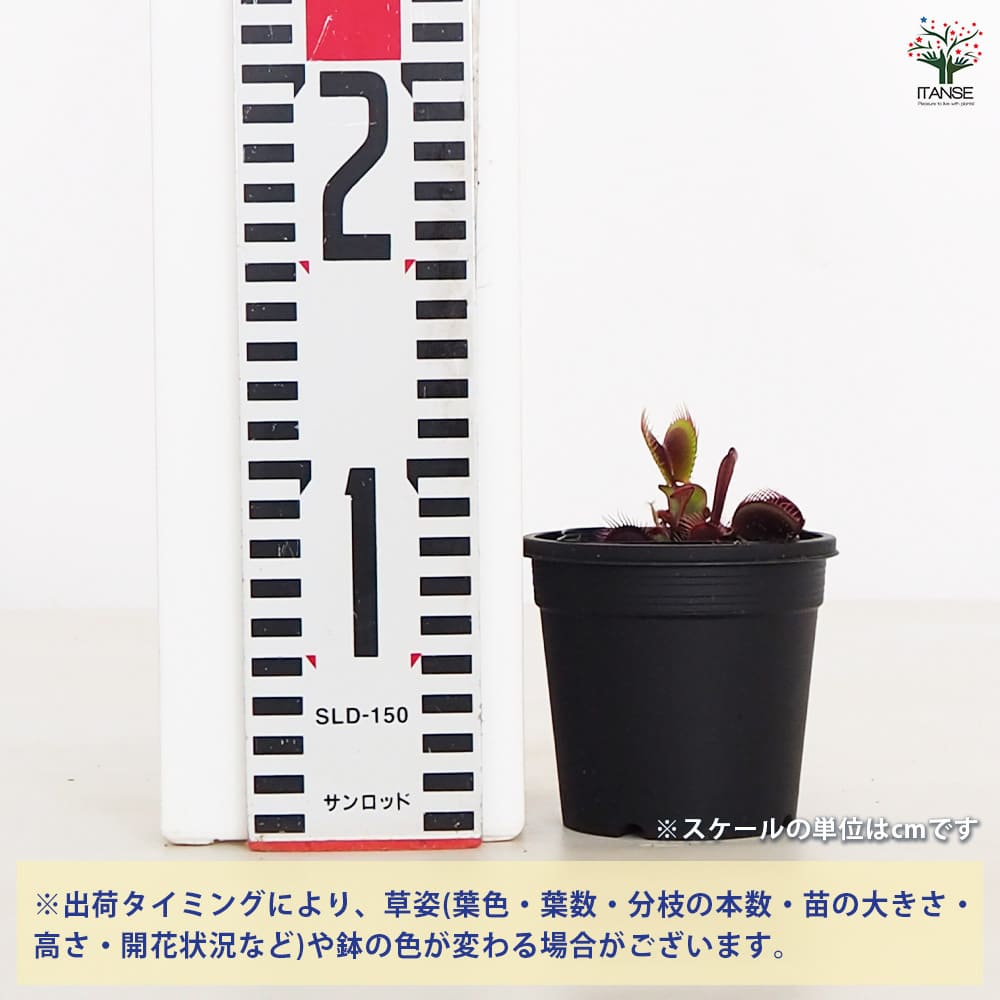 追加商品画像