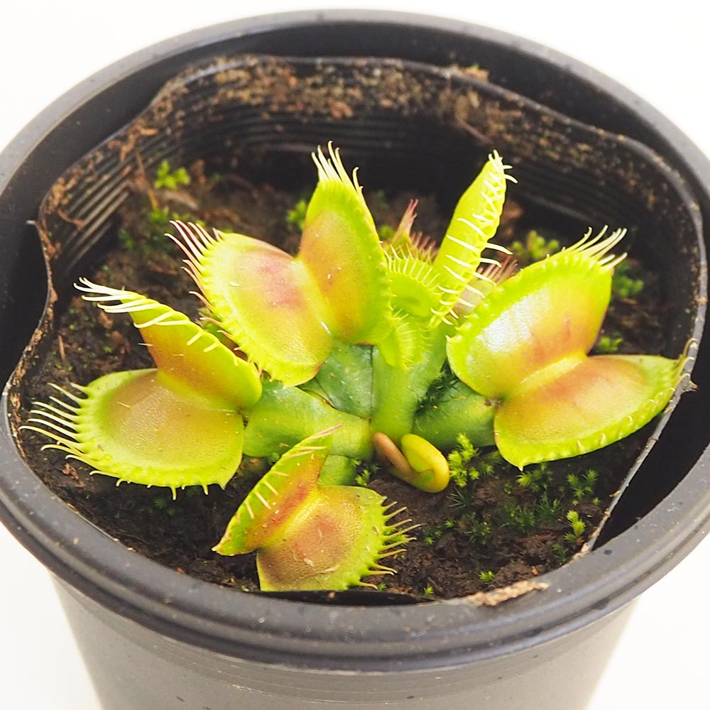 食虫植物 ハエトリソウ  【観葉植物 3号／1個売り】