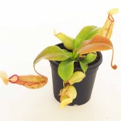 食虫植物 ウツボカズラ ガヤ 【観葉植物 3号／1個売り】|観葉植物