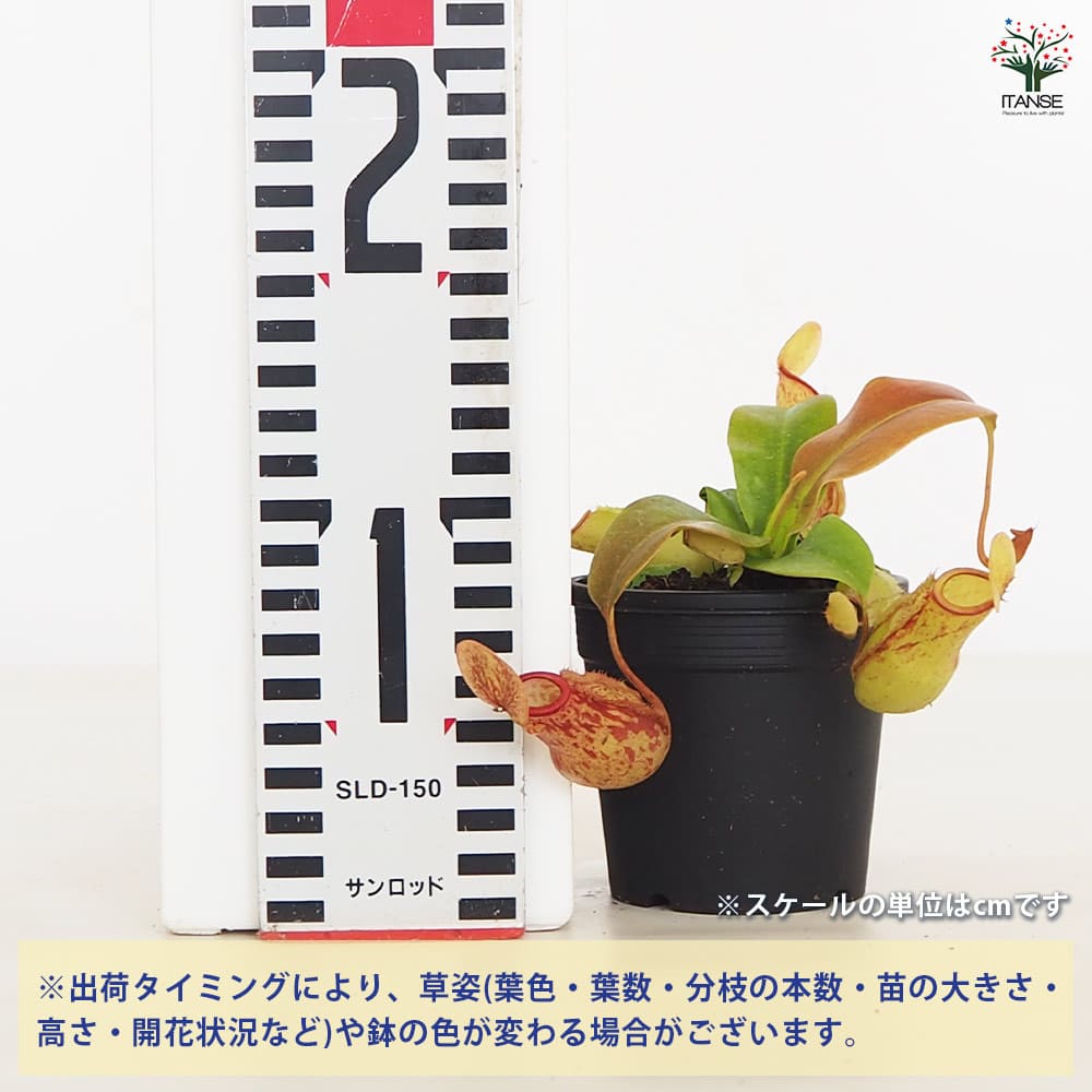 追加商品画像