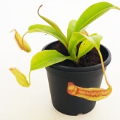 食虫植物 ウツボカズラ ジェントル 【観葉植物 3号／1個売り】|観葉植物