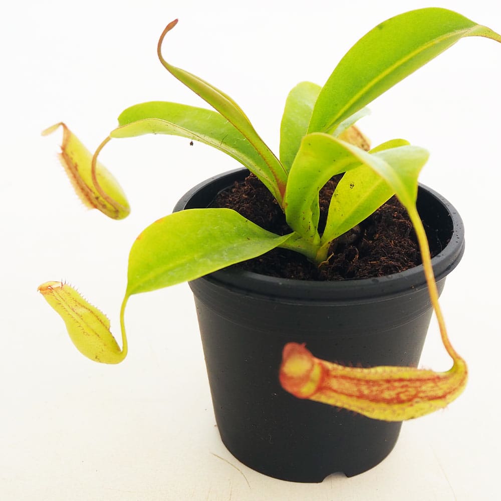 食虫植物 ウツボカズラ ジェントル 【観葉植物 3号／1個売り】