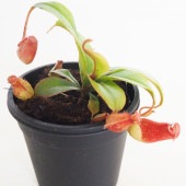 食虫植物 ウツボカズラ ブラッディマリー 【観葉植物 3号／1個売り】|観葉植物