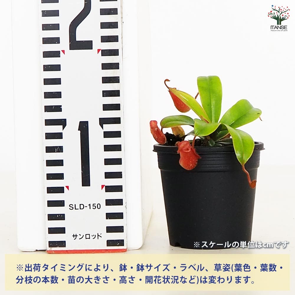 追加商品画像