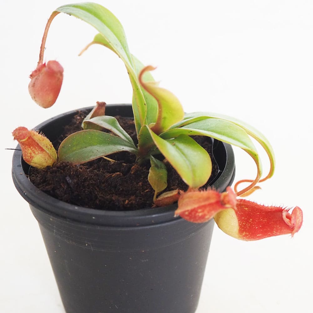 食虫植物 ウツボカズラ ブラッディマリー 【観葉植物 3号／1個売り】